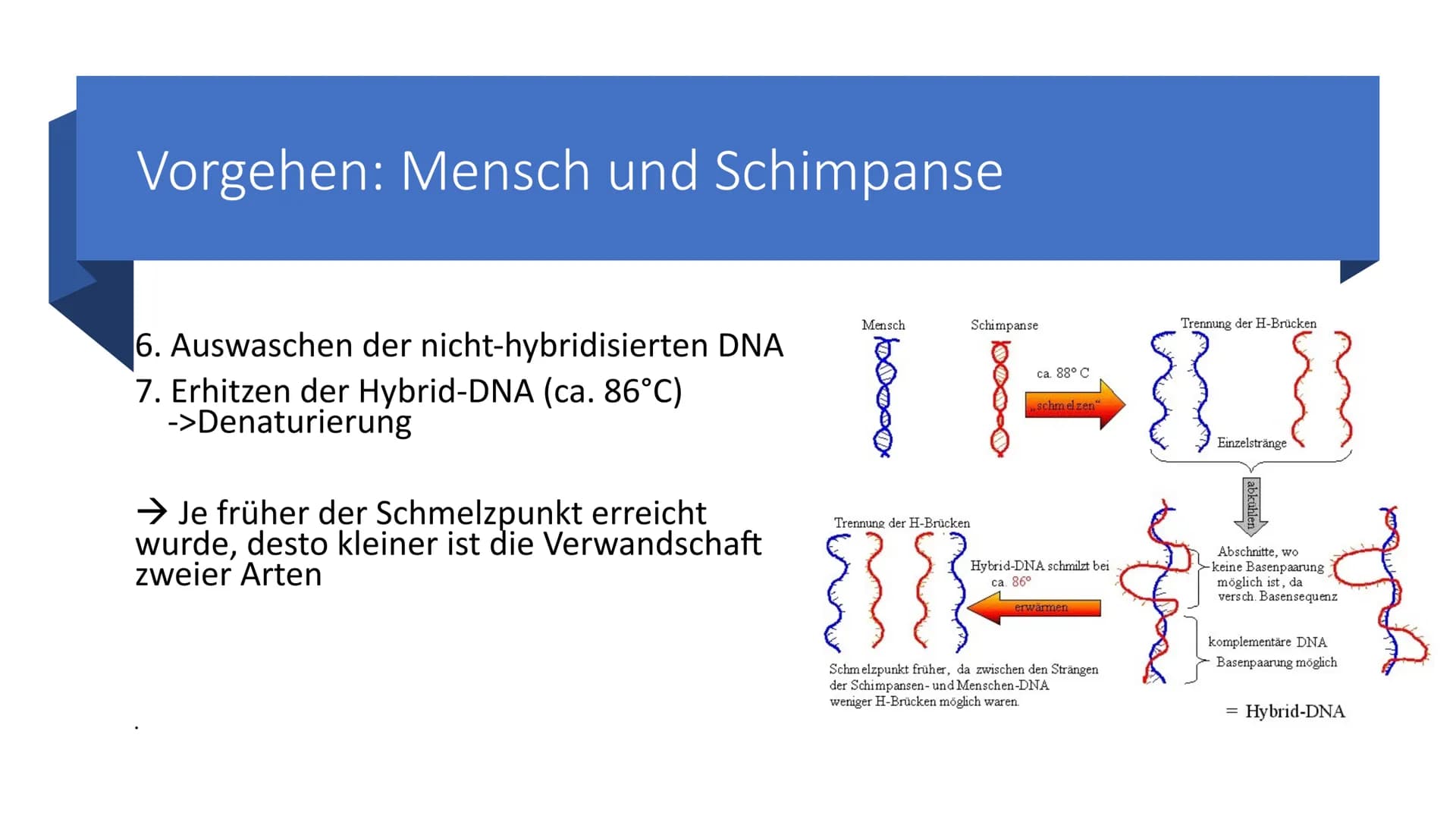 Belege aus der Zell-
und
Molekularbiologie
Marie Pfeffer
Livia Schneider
-
Nicolas Kitter Berrio Gliederung
Endosymbiontentheorie
Allgemeine