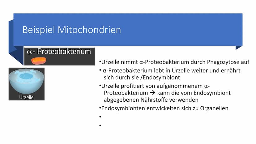 Belege aus der Zell-
und
Molekularbiologie
Marie Pfeffer
Livia Schneider
-
Nicolas Kitter Berrio Gliederung
Endosymbiontentheorie
Allgemeine