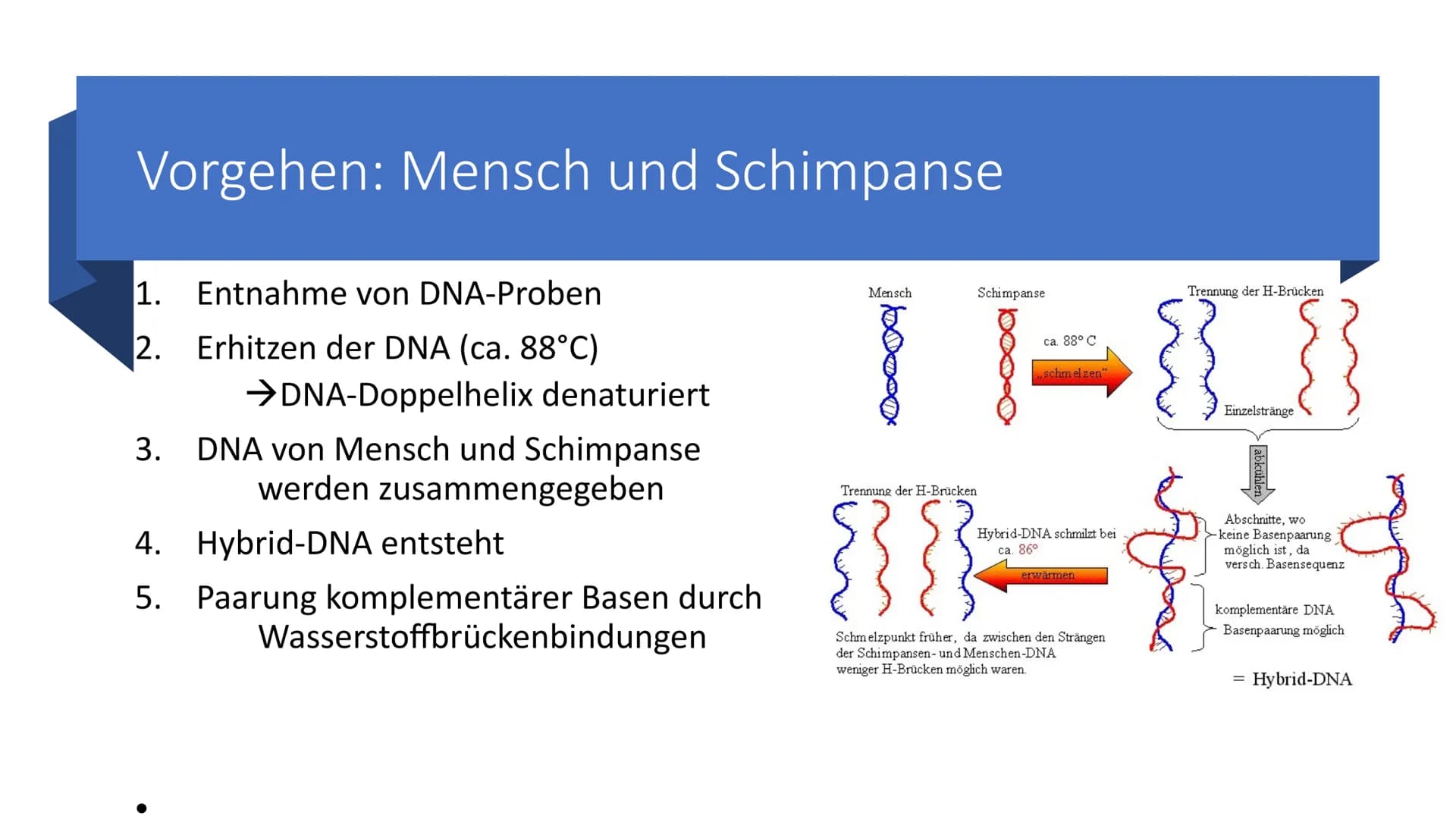 Belege aus der Zell-
und
Molekularbiologie
Marie Pfeffer
Livia Schneider
-
Nicolas Kitter Berrio Gliederung
Endosymbiontentheorie
Allgemeine