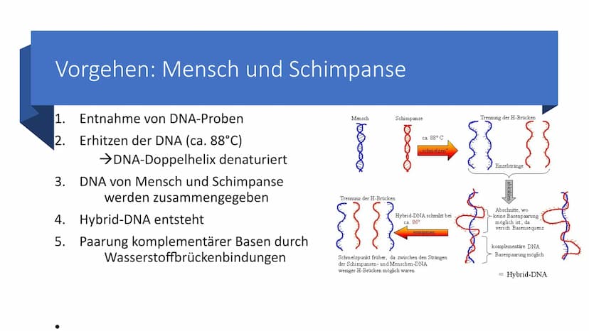Belege aus der Zell-
und
Molekularbiologie
Marie Pfeffer
Livia Schneider
-
Nicolas Kitter Berrio Gliederung
Endosymbiontentheorie
Allgemeine