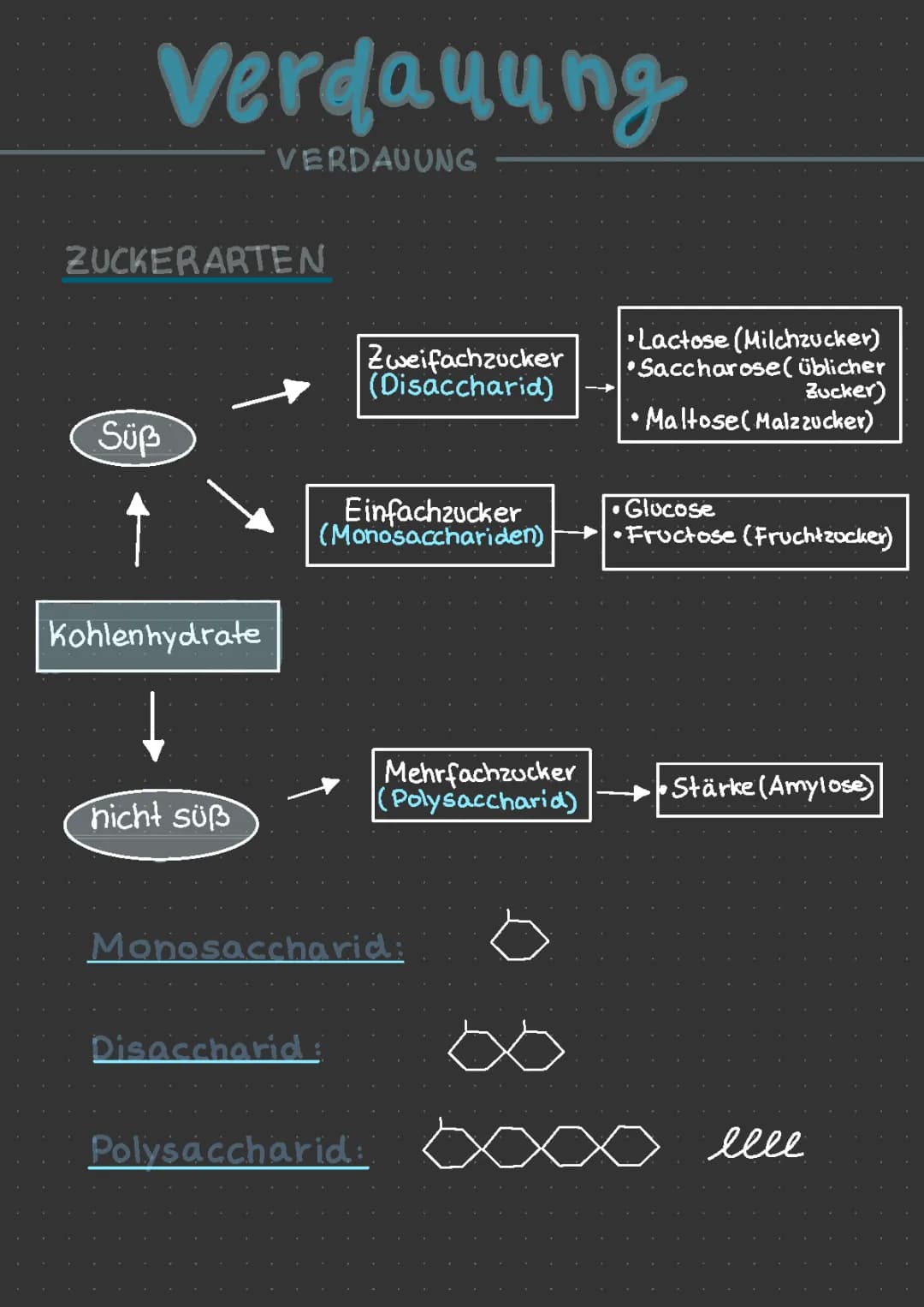 Die Verdauung : Verdauungsorgane,Aufgaben v. Dünndarm&Dickdarm, der Verdauungsablauf und die Zuckerarten 