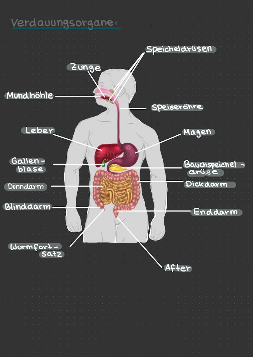 Verdauung
VERDAUUNG
ZUCKERARTEN
Süß
Kohlenhydrate
nicht süß
Disaccharid
Zweifachzucker
(Disaccharid)
Einfachzucker
(Monosacchariden)
Monosac