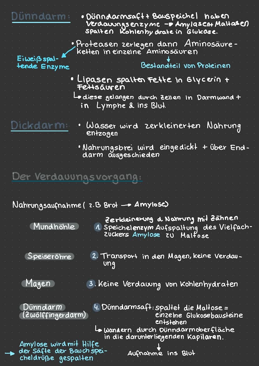 Verdauung
VERDAUUNG
ZUCKERARTEN
Süß
Kohlenhydrate
nicht süß
Disaccharid
Zweifachzucker
(Disaccharid)
Einfachzucker
(Monosacchariden)
Monosac