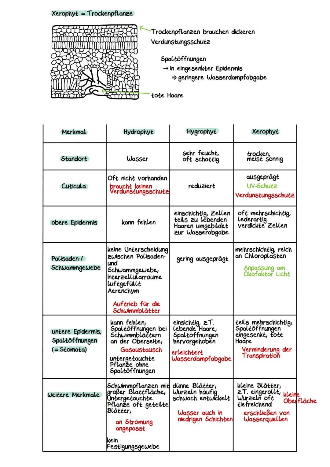 Gliederung eines Sees
Litoral
(Uferzone)
→ Pelagial
→Benthal
Ökocystem See
Benthal
(Bodenzone)
→Litoral
Pelagial
(Freiwasserzone)
Nährschich