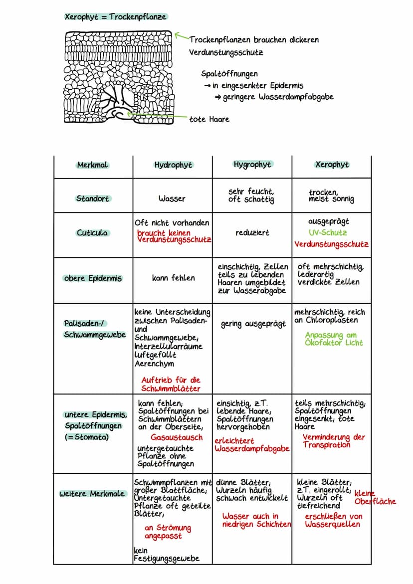 Gliederung eines Sees
Litoral
(Uferzone)
→ Pelagial
→Benthal
Ökocystem See
Benthal
(Bodenzone)
→Litoral
Pelagial
(Freiwasserzone)
Nährschich