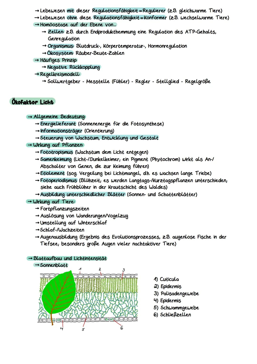 Gliederung eines Sees
Litoral
(Uferzone)
→ Pelagial
→Benthal
Ökocystem See
Benthal
(Bodenzone)
→Litoral
Pelagial
(Freiwasserzone)
Nährschich