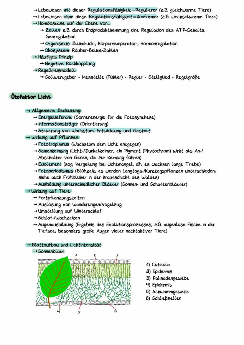 Gliederung eines Sees
Litoral
(Uferzone)
→ Pelagial
→Benthal
Ökocystem See
Benthal
(Bodenzone)
→Litoral
Pelagial
(Freiwasserzone)
Nährschich