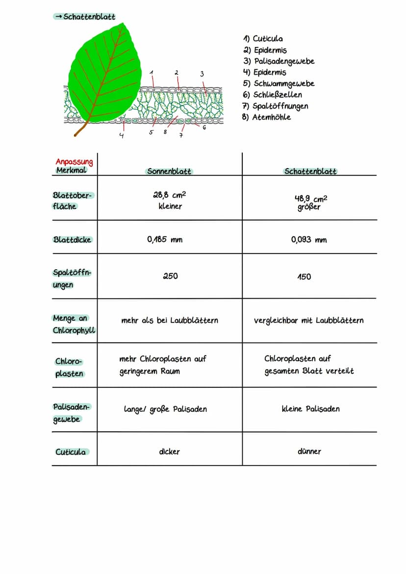 Gliederung eines Sees
Litoral
(Uferzone)
→ Pelagial
→Benthal
Ökocystem See
Benthal
(Bodenzone)
→Litoral
Pelagial
(Freiwasserzone)
Nährschich