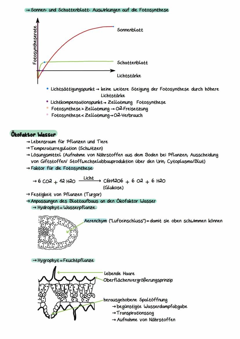 Gliederung eines Sees
Litoral
(Uferzone)
→ Pelagial
→Benthal
Ökocystem See
Benthal
(Bodenzone)
→Litoral
Pelagial
(Freiwasserzone)
Nährschich