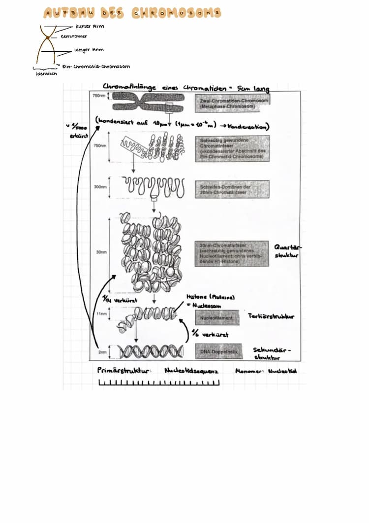 Know Genetik + Gentechnik Bio Abi  thumbnail
