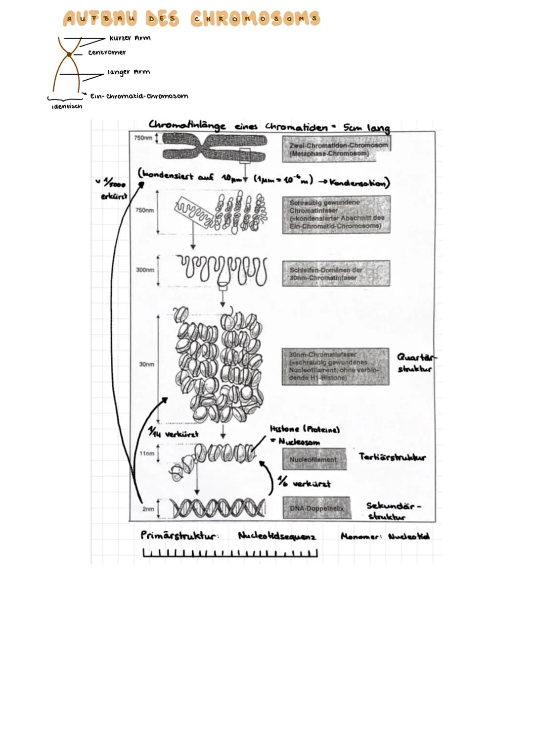 AUFBAU DES CHROMOSOMS
identisch
kurzer Arm
centromer
langer Arm
Ein- Chromatid-Chromosom
15000
erkürzt
Chromalinlange eines Chromatiden 5cm 