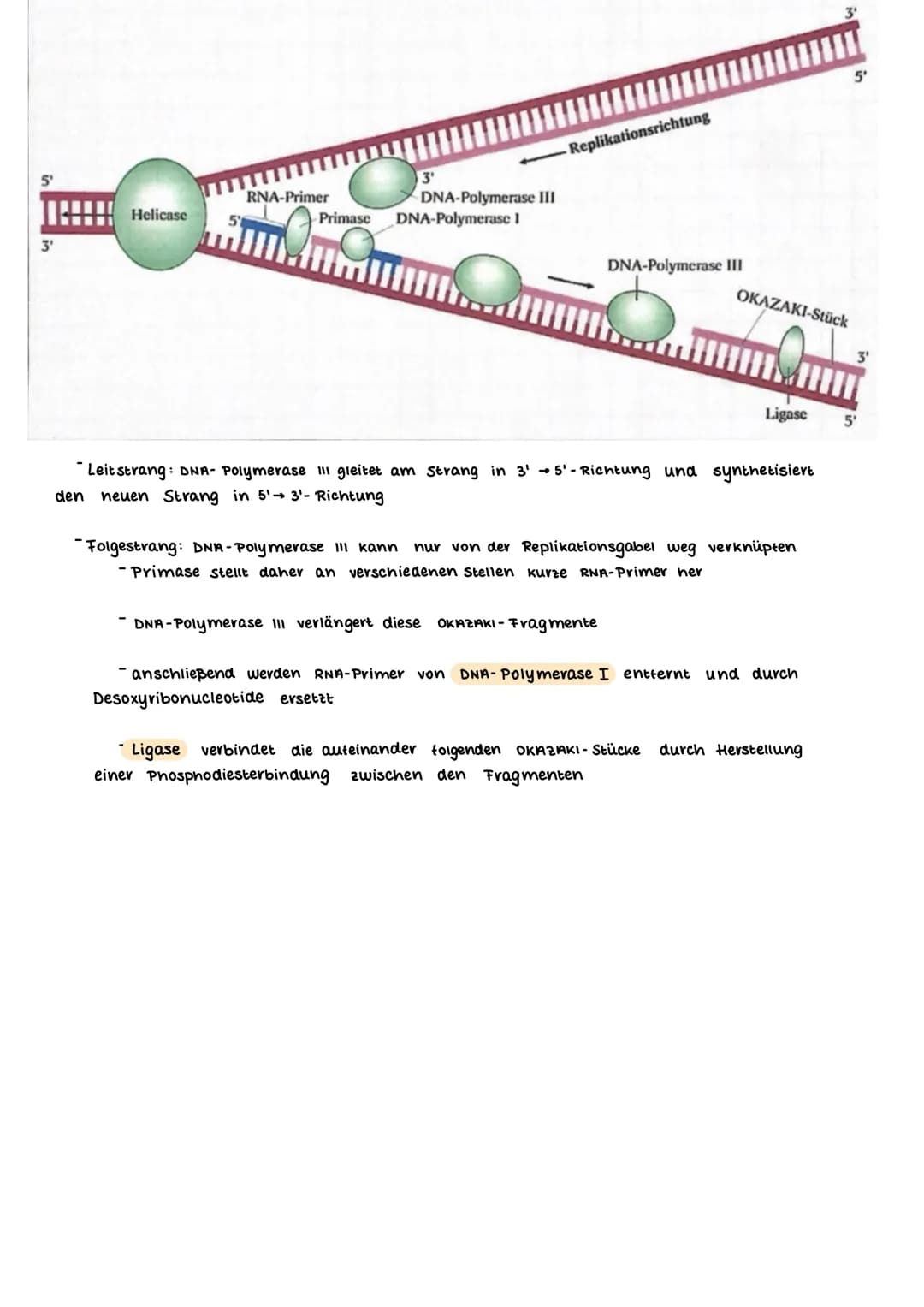 AUFBAU DES CHROMOSOMS
identisch
kurzer Arm
centromer
langer Arm
Ein- Chromatid-Chromosom
15000
erkürzt
Chromalinlange eines Chromatiden 5cm 