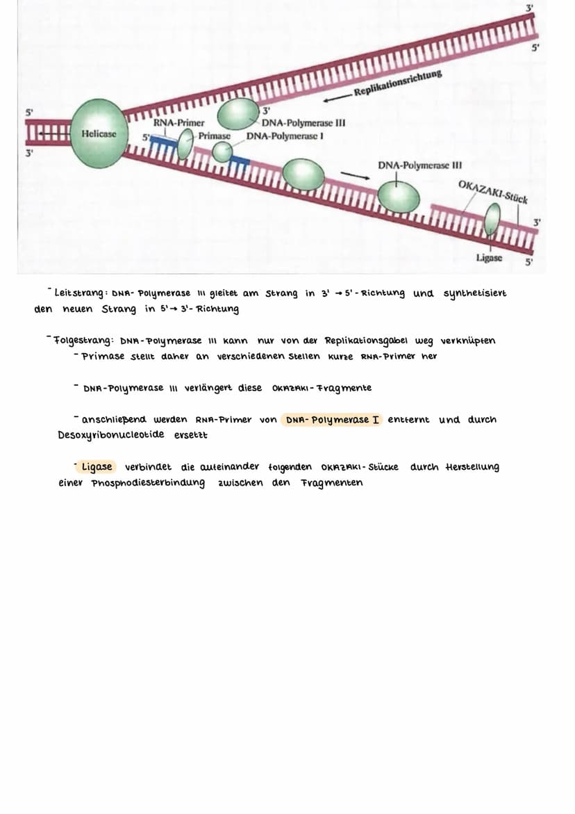 AUFBAU DES CHROMOSOMS
identisch
kurzer Arm
centromer
langer Arm
Ein- Chromatid-Chromosom
15000
erkürzt
Chromalinlange eines Chromatiden 5cm 