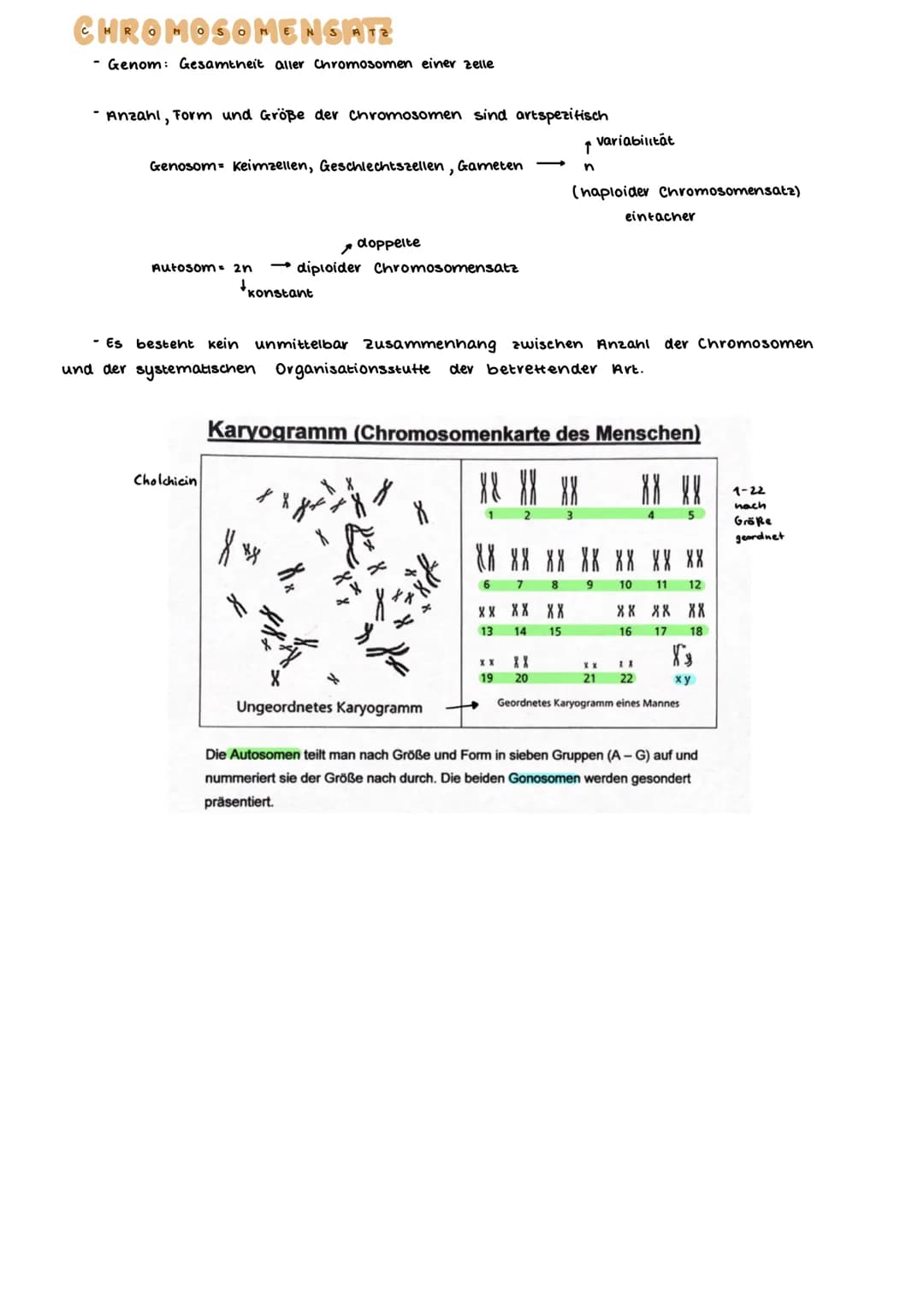 AUFBAU DES CHROMOSOMS
identisch
kurzer Arm
centromer
langer Arm
Ein- Chromatid-Chromosom
15000
erkürzt
Chromalinlange eines Chromatiden 5cm 