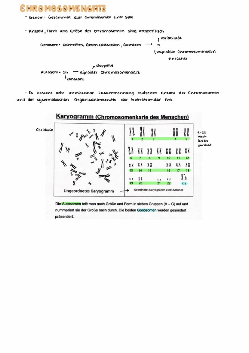 AUFBAU DES CHROMOSOMS
identisch
kurzer Arm
centromer
langer Arm
Ein- Chromatid-Chromosom
15000
erkürzt
Chromalinlange eines Chromatiden 5cm 