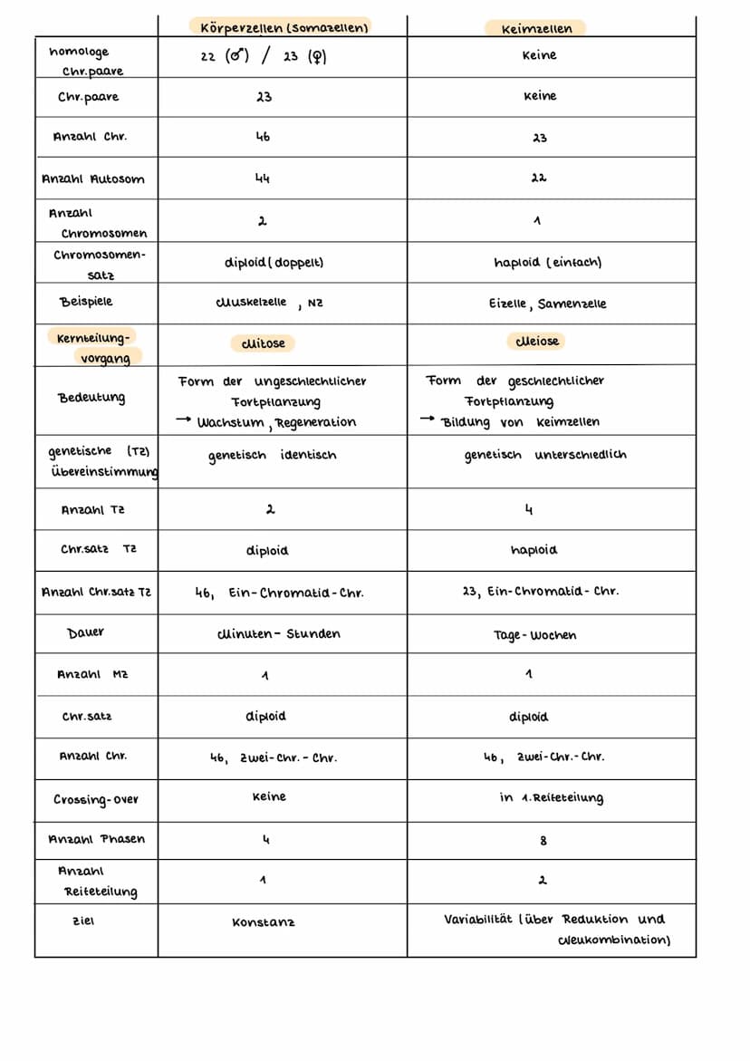 AUFBAU DES CHROMOSOMS
identisch
kurzer Arm
centromer
langer Arm
Ein- Chromatid-Chromosom
15000
erkürzt
Chromalinlange eines Chromatiden 5cm 