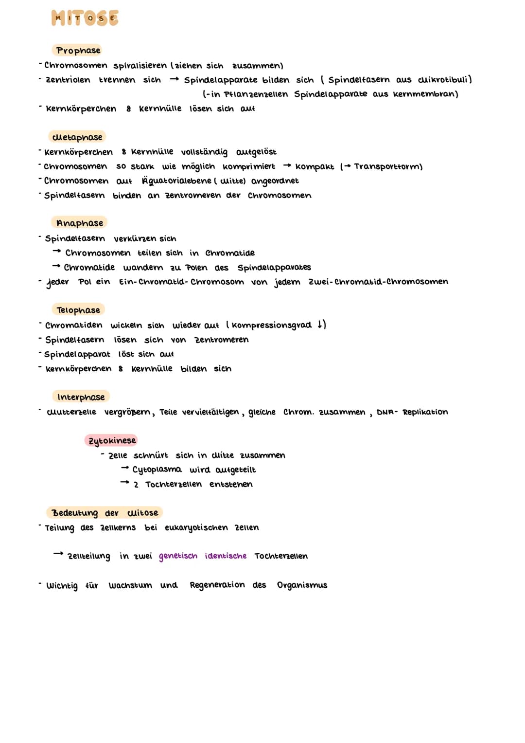 AUFBAU DES CHROMOSOMS
identisch
kurzer Arm
centromer
langer Arm
Ein- Chromatid-Chromosom
15000
erkürzt
Chromalinlange eines Chromatiden 5cm 