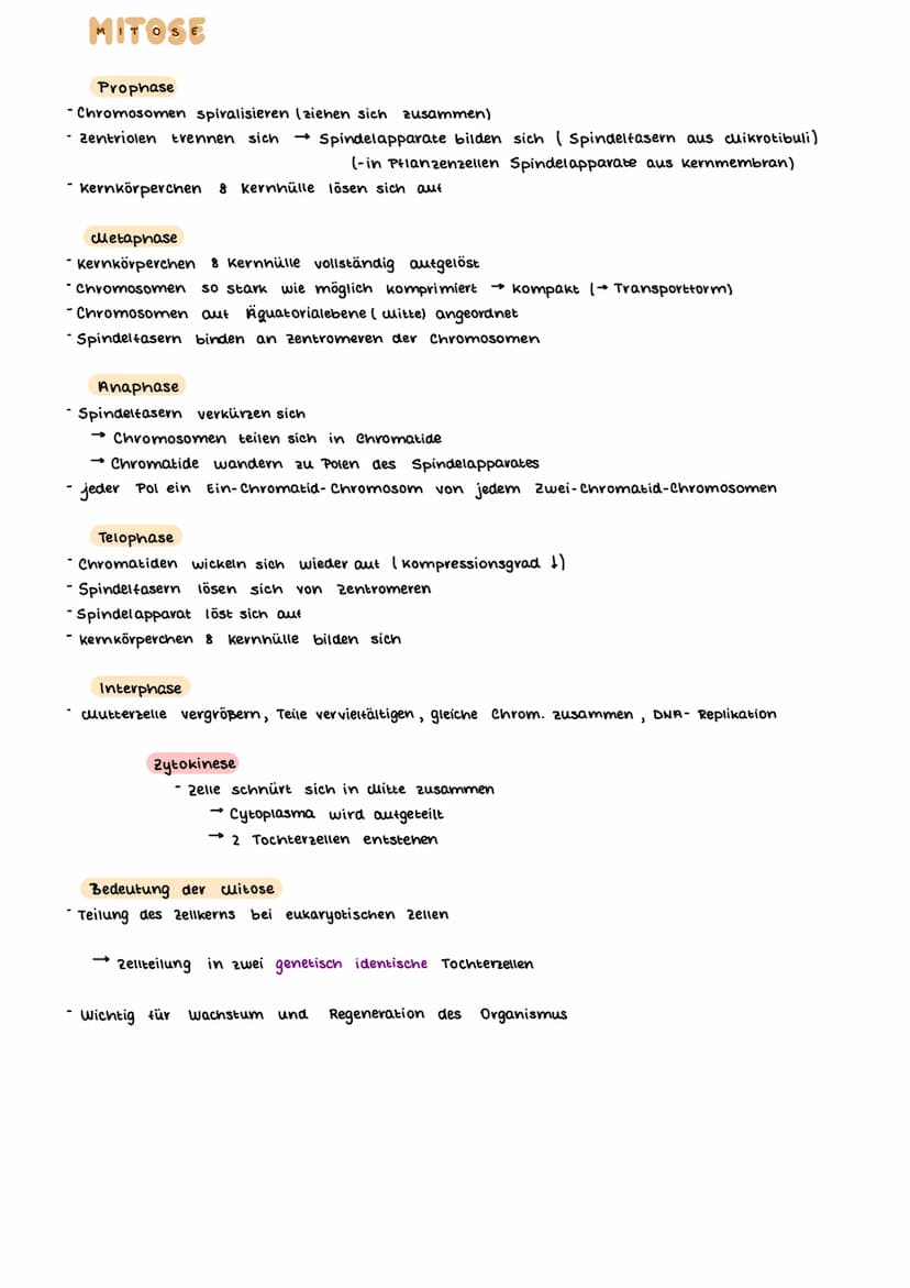 AUFBAU DES CHROMOSOMS
identisch
kurzer Arm
centromer
langer Arm
Ein- Chromatid-Chromosom
15000
erkürzt
Chromalinlange eines Chromatiden 5cm 