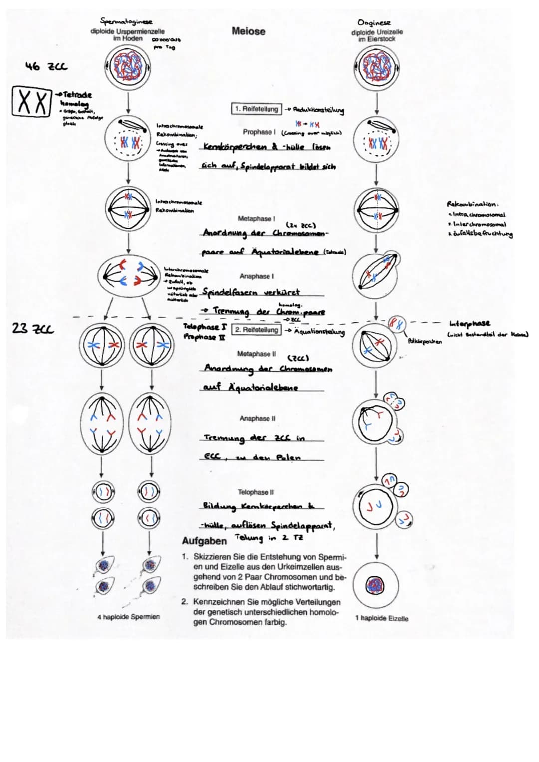 AUFBAU DES CHROMOSOMS
identisch
kurzer Arm
centromer
langer Arm
Ein- Chromatid-Chromosom
15000
erkürzt
Chromalinlange eines Chromatiden 5cm 