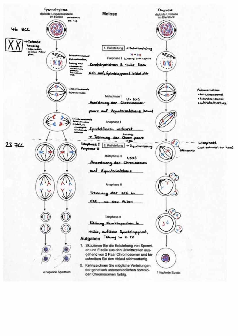 AUFBAU DES CHROMOSOMS
identisch
kurzer Arm
centromer
langer Arm
Ein- Chromatid-Chromosom
15000
erkürzt
Chromalinlange eines Chromatiden 5cm 