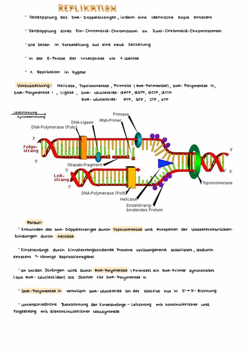 AUFBAU DES CHROMOSOMS
identisch
kurzer Arm
centromer
langer Arm
Ein- Chromatid-Chromosom
15000
erkürzt
Chromalinlange eines Chromatiden 5cm 