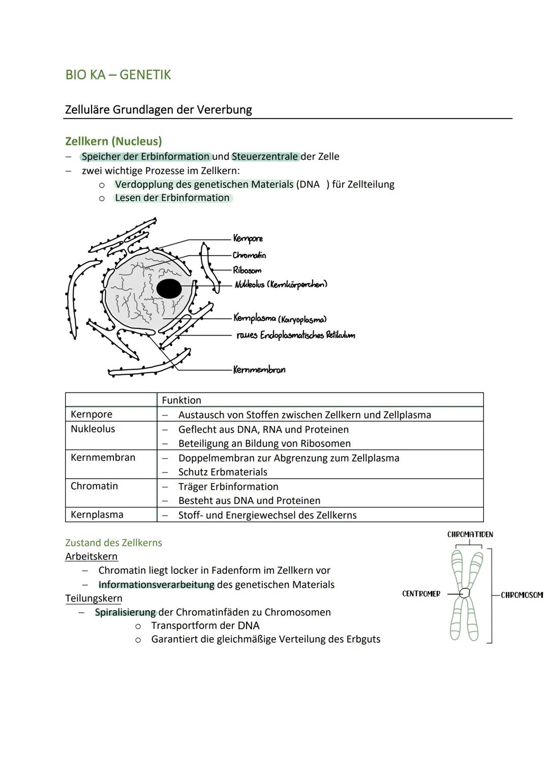 BIO KA-GENETIK
Zelluläre Grundlagen der Vererbung
Zellkern (Nucleus)
Speicher der Erbinformation und Steuerzentrale der Zelle
zwei wichtige 