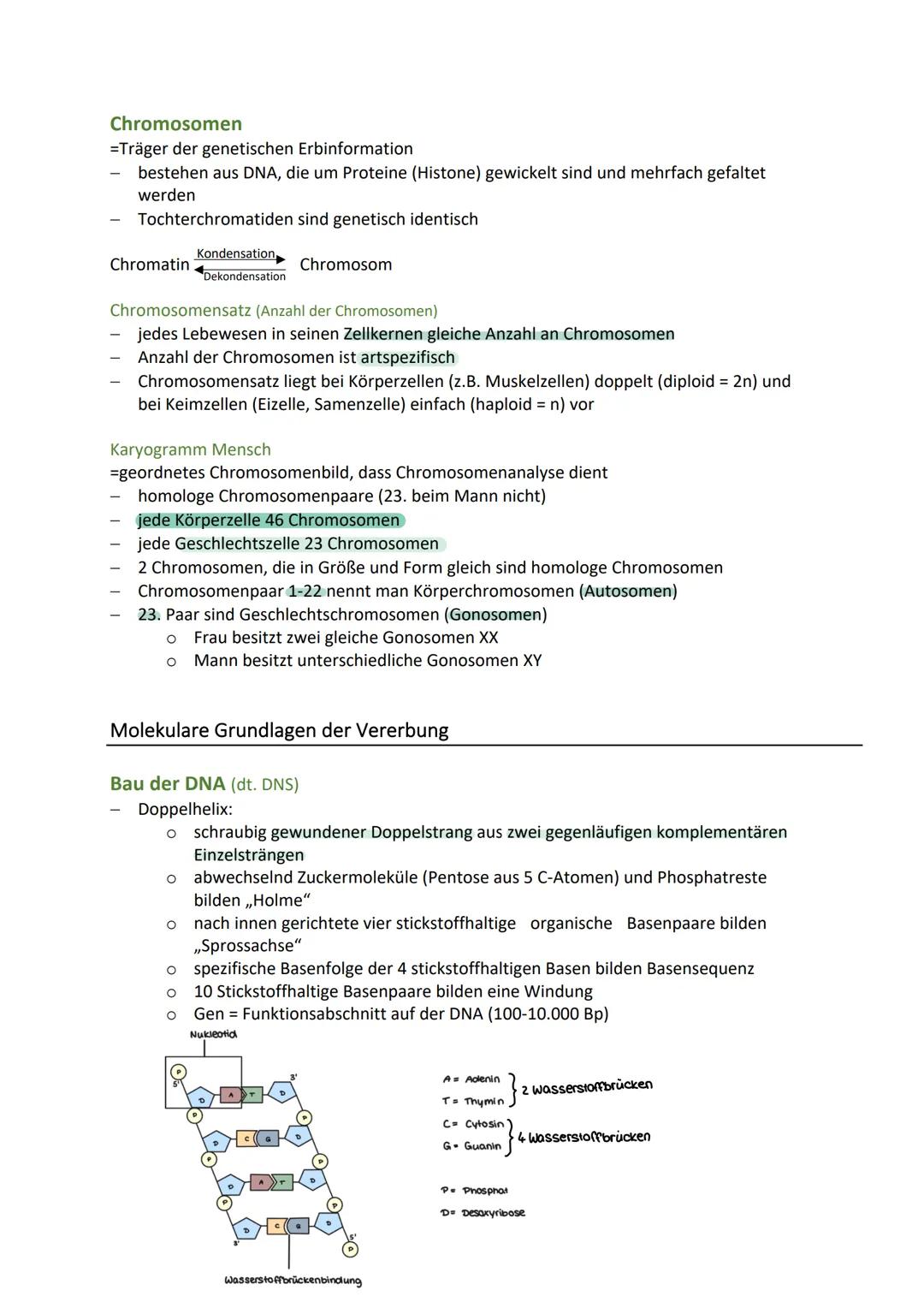 BIO KA-GENETIK
Zelluläre Grundlagen der Vererbung
Zellkern (Nucleus)
Speicher der Erbinformation und Steuerzentrale der Zelle
zwei wichtige 