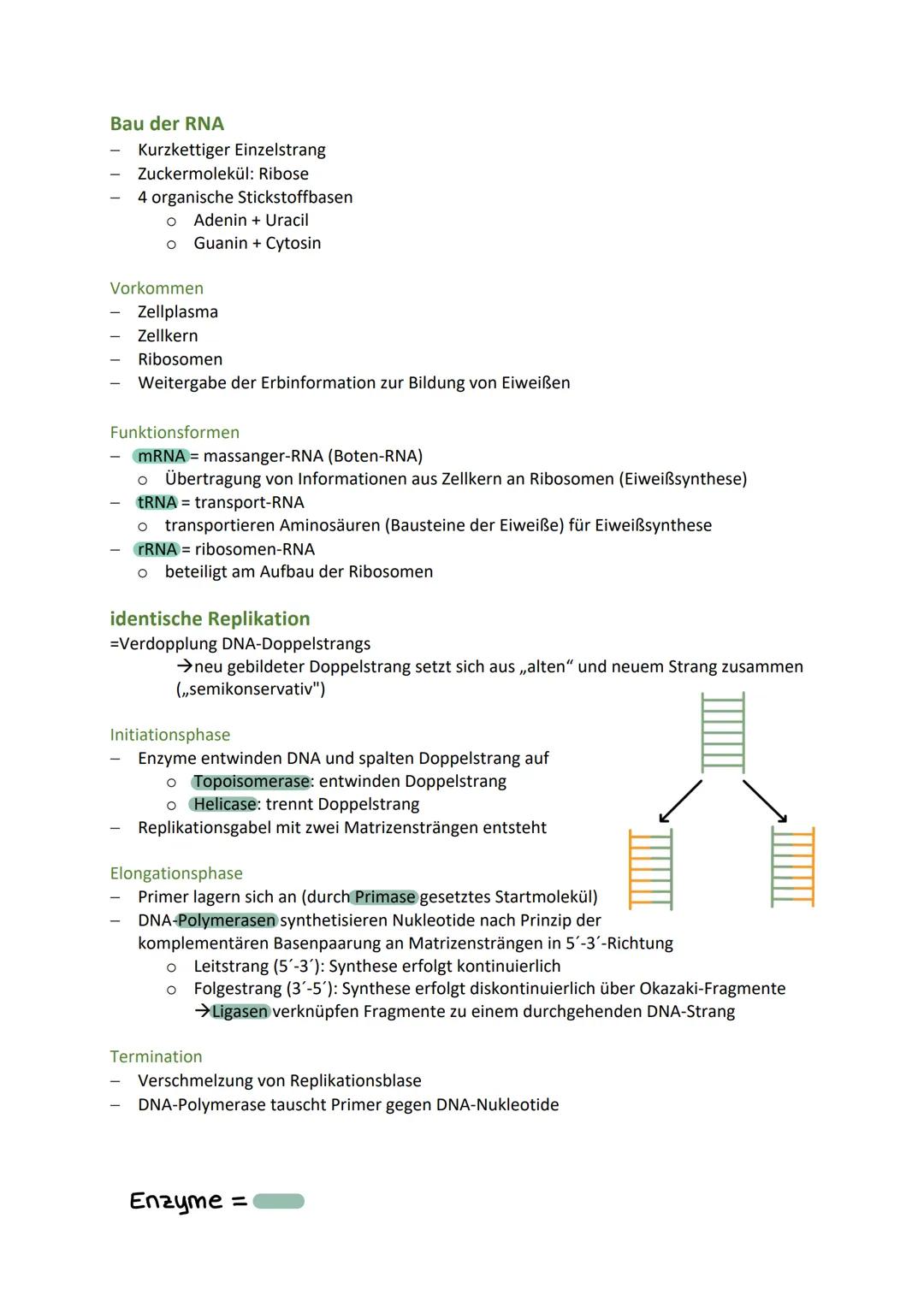 BIO KA-GENETIK
Zelluläre Grundlagen der Vererbung
Zellkern (Nucleus)
Speicher der Erbinformation und Steuerzentrale der Zelle
zwei wichtige 