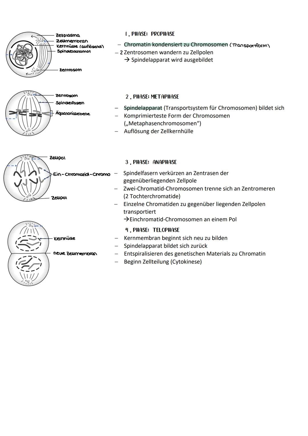BIO KA-GENETIK
Zelluläre Grundlagen der Vererbung
Zellkern (Nucleus)
Speicher der Erbinformation und Steuerzentrale der Zelle
zwei wichtige 