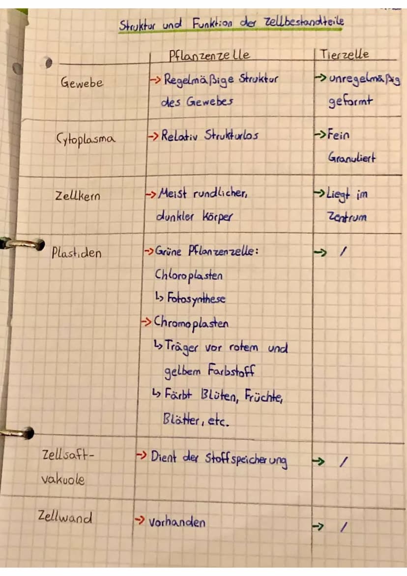 Zellbestandteile
Zellkern
Größe:
3-15 μm
Zellaganell
Cytoplasma
Zellwand
Vakuole
Cellbestandteile:
pflanzliche und tierische Zellen
Funktion