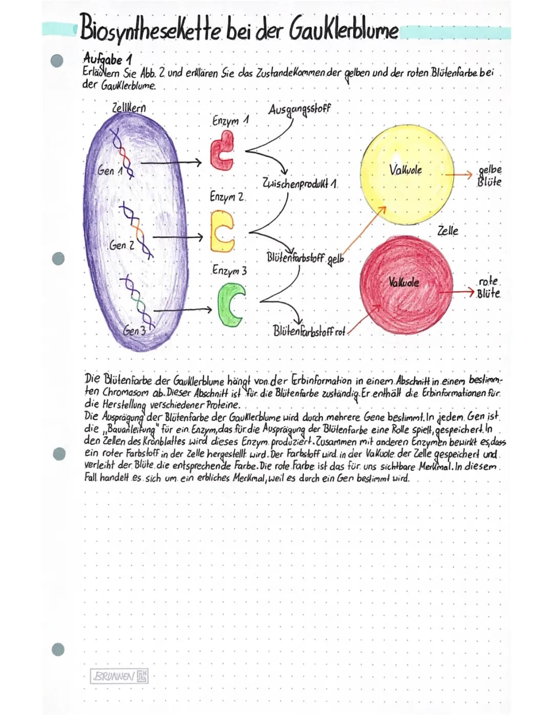 Wie entsteht rote Blütenfarbe und was ist eine Biosynthesekette bei der Gauklerblume?