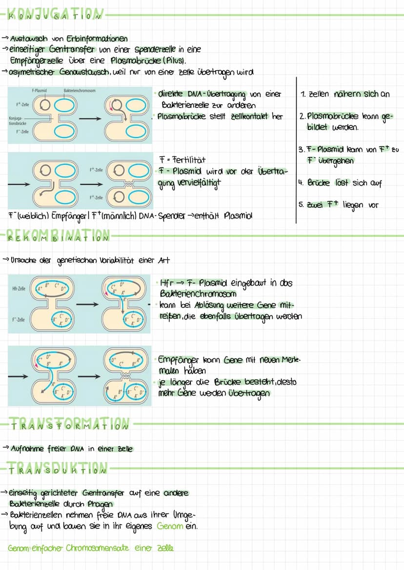 CHROMOSOMEN
chromatid
ID
Bei einer
Chromosomenanomalie
liegt eine Fehlbildung der Chromosomen
vor.
Ein Chromosom setet sich aus zwei Chromat