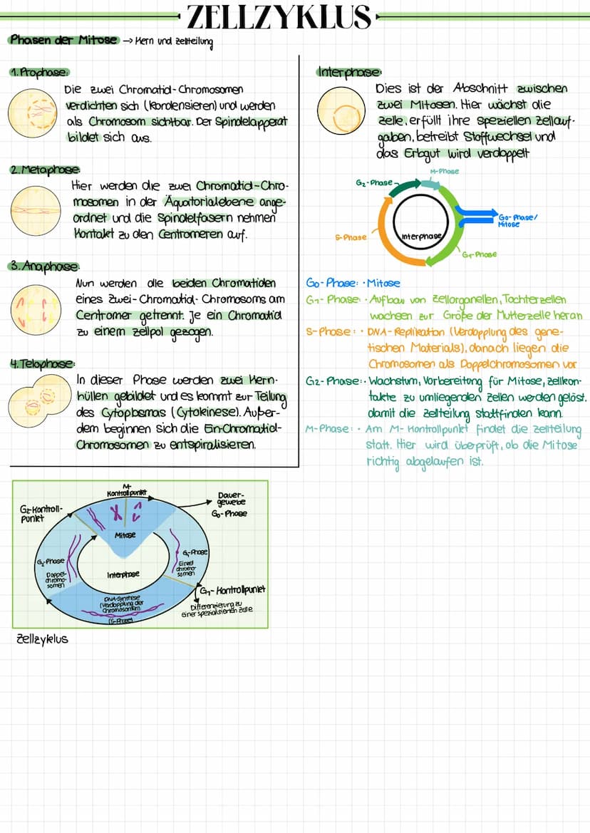 CHROMOSOMEN
chromatid
ID
Bei einer
Chromosomenanomalie
liegt eine Fehlbildung der Chromosomen
vor.
Ein Chromosom setet sich aus zwei Chromat