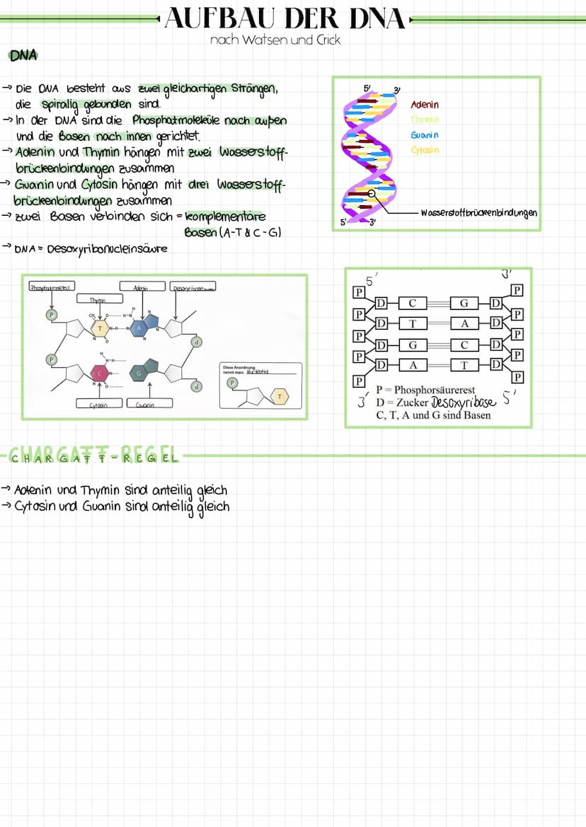CHROMOSOMEN
chromatid
ID
Bei einer
Chromosomenanomalie
liegt eine Fehlbildung der Chromosomen
vor.
Ein Chromosom setet sich aus zwei Chromat