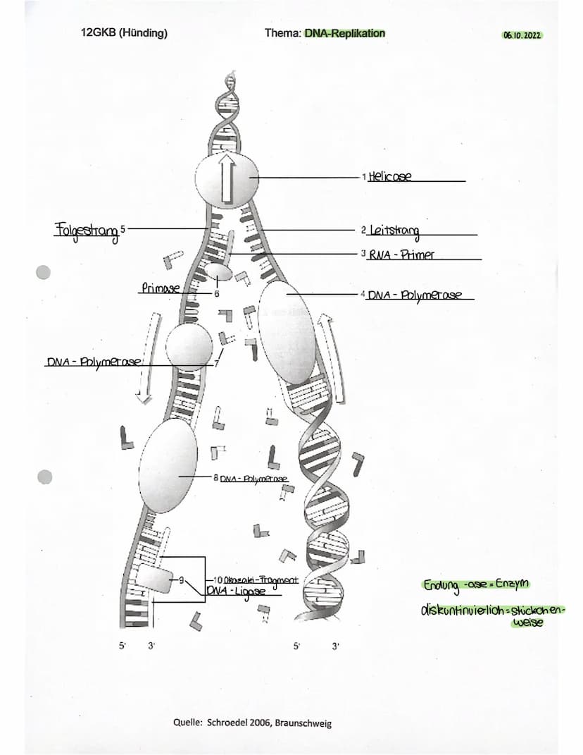 CHROMOSOMEN
chromatid
ID
Bei einer
Chromosomenanomalie
liegt eine Fehlbildung der Chromosomen
vor.
Ein Chromosom setet sich aus zwei Chromat