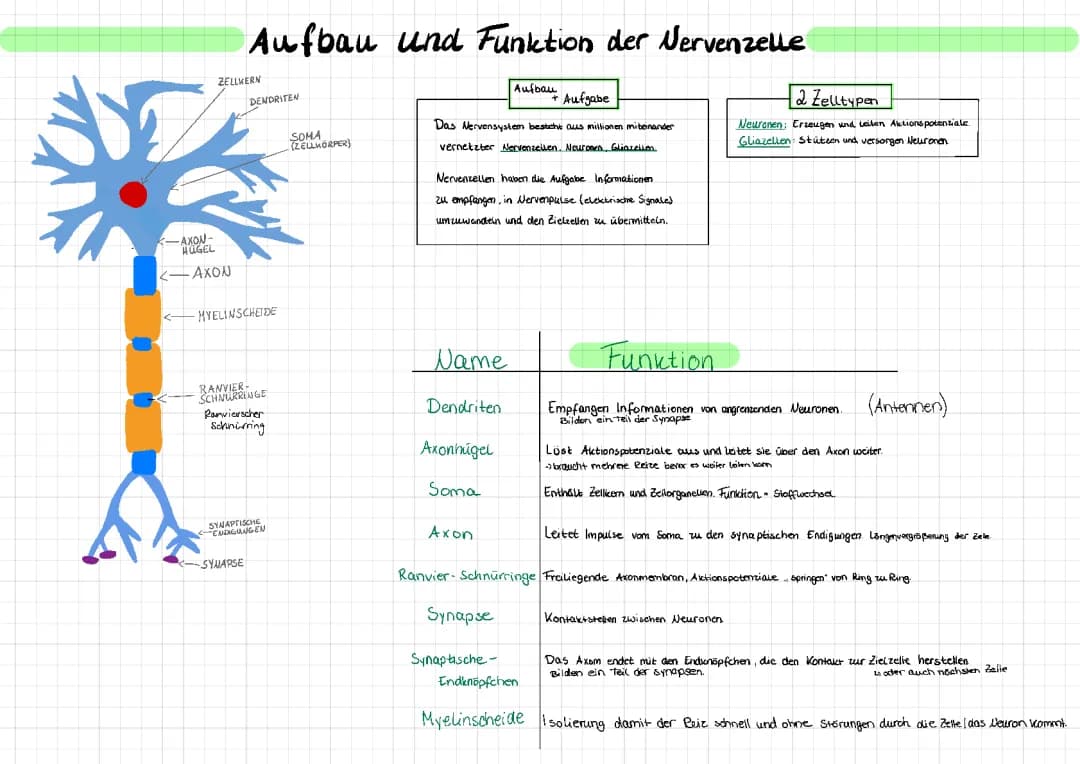Neuron/Nervenzelle 