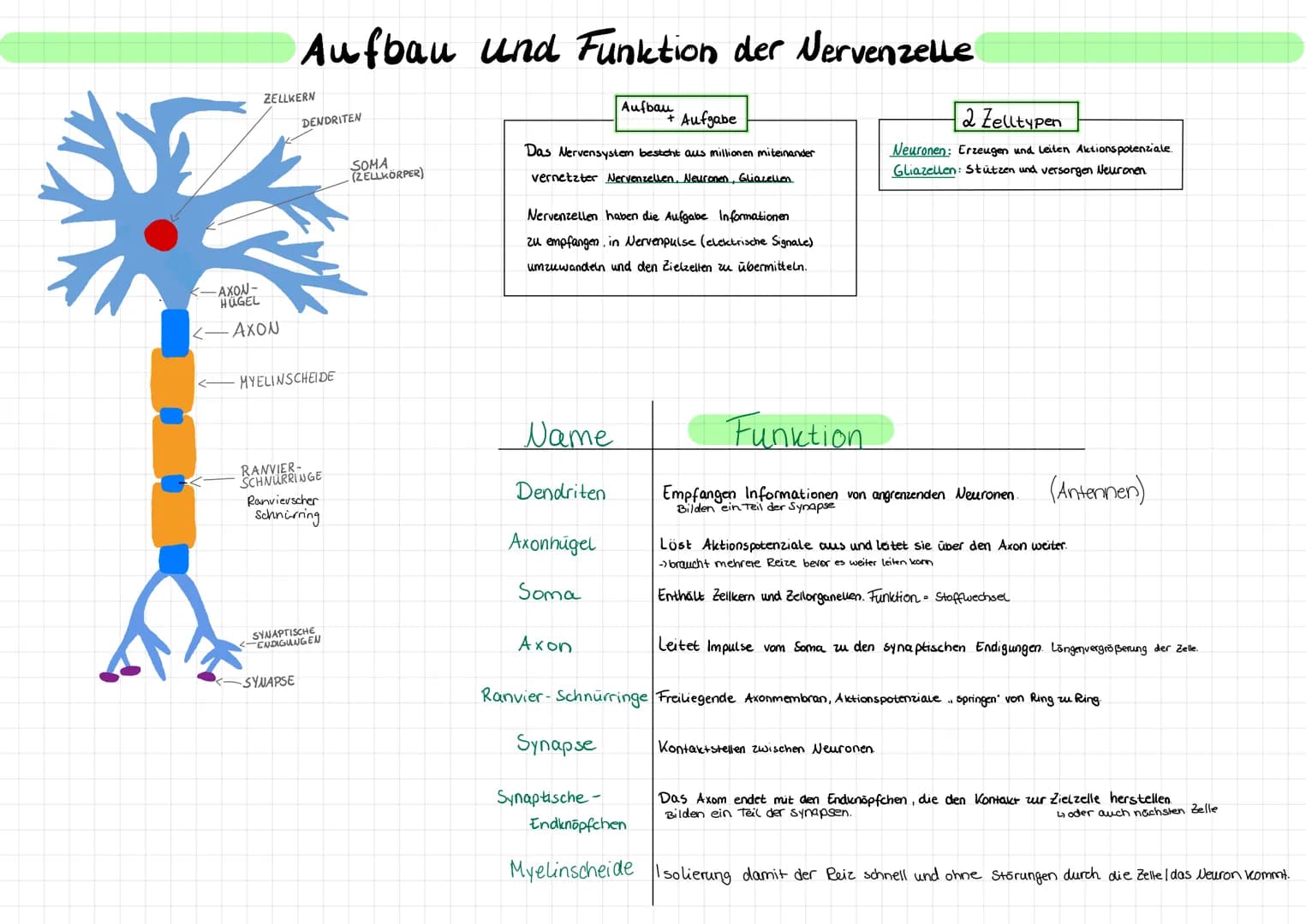 ZELLKERN
-AXON-
HÜGEL
<-AXON
Aufbau und Funktion der Nervenzelle
DENDRITEN
MYELINSCHEIDE
RANVIER-
SCHNURRINGE
Ranvierscher
Schnürring
-SYNAP