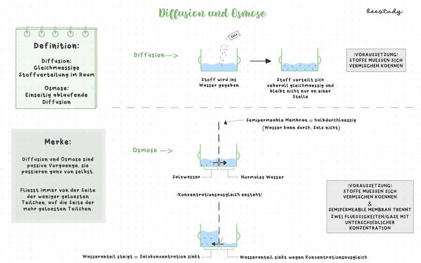 Biologieklausur
Themen:
1.Diffusion und Osmose
Plasmolyse/Deplasmolyse
Isotonische, hypotonische und hypertonische Loesungsmittel
Beispiele: