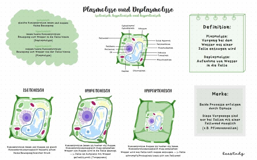 Biologieklausur
Themen:
1.Diffusion und Osmose
Plasmolyse/Deplasmolyse
Isotonische, hypotonische und hypertonische Loesungsmittel
Beispiele: