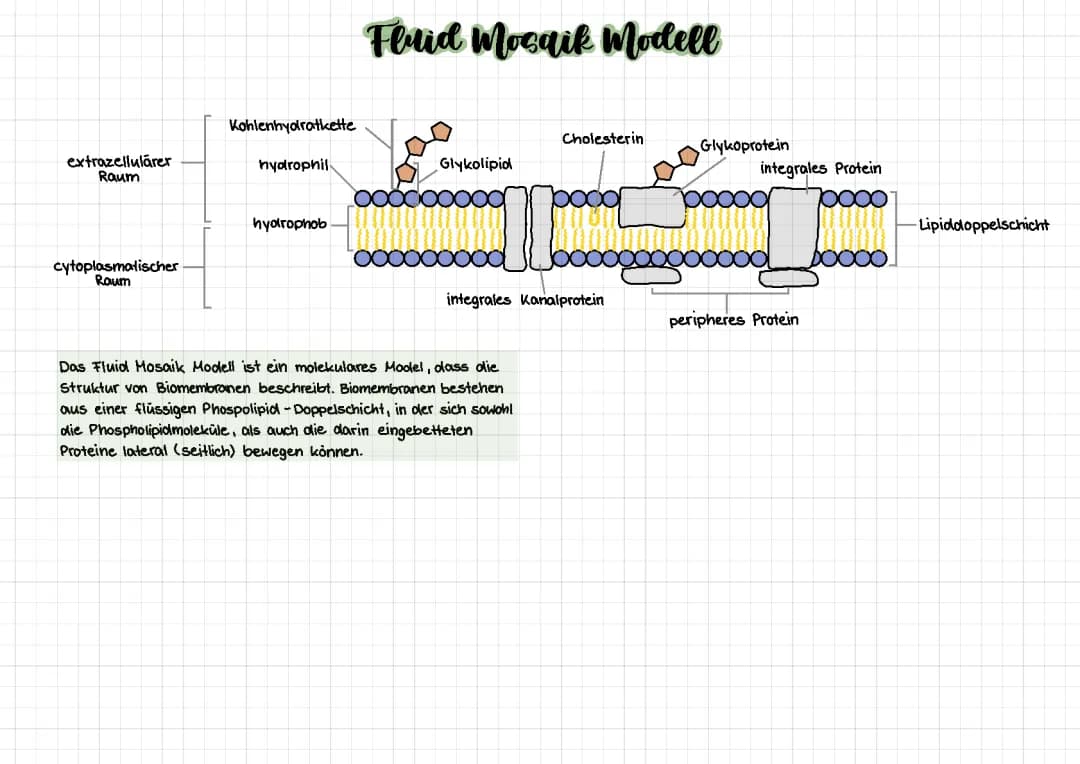 Fluid Mosaik Modell