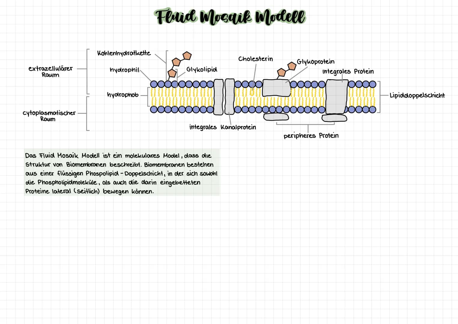 extrazellulärer
Raum
cytoplasmatischer
Raum
Kohlenhydratkette
hydrophil
hydrophob
Fluid Mosaik Modell
Glykolipid
Cholesterin
Lo
integrales K