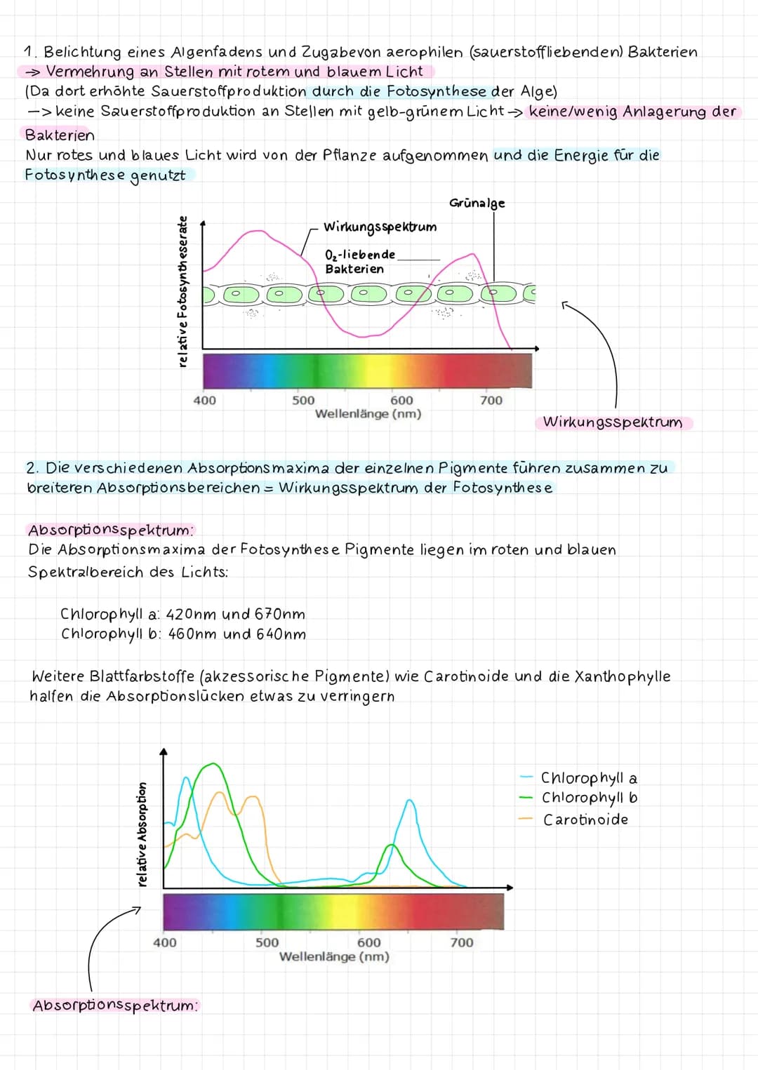 2.2 Abhängigkeit der Fotosynthese von Außenfaktoren
a) Abhängigkeit der Fotosynthese von der Lichtintensitāt (= Lichtqualitat)
Bei einer Mes
