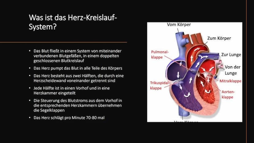 Herz-Kreislauf-
System
W obere Hohlvene
Aorta
Herz
Lebervene
Lungenaterie
Lungenvene(n)
untere Hohlvene
Nierenvene
Inhaltsverzeichnis
1.
2.
