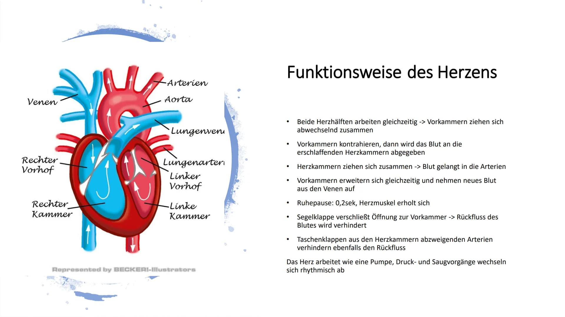 Herz-Kreislauf-
System
W obere Hohlvene
Aorta
Herz
Lebervene
Lungenaterie
Lungenvene(n)
untere Hohlvene
Nierenvene
Inhaltsverzeichnis
1.
2.
