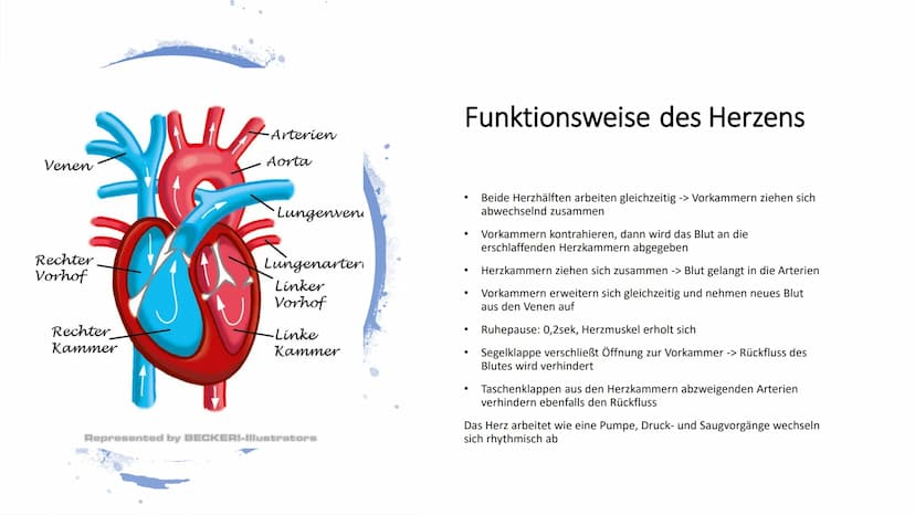 Herz-Kreislauf-
System
W obere Hohlvene
Aorta
Herz
Lebervene
Lungenaterie
Lungenvene(n)
untere Hohlvene
Nierenvene
Inhaltsverzeichnis
1.
2.
