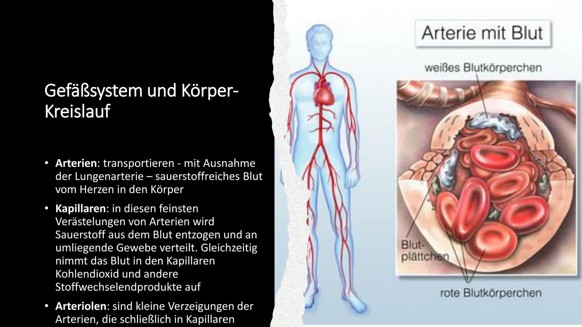 Herz-Kreislauf-
System
W obere Hohlvene
Aorta
Herz
Lebervene
Lungenaterie
Lungenvene(n)
untere Hohlvene
Nierenvene
Inhaltsverzeichnis
1.
2.
