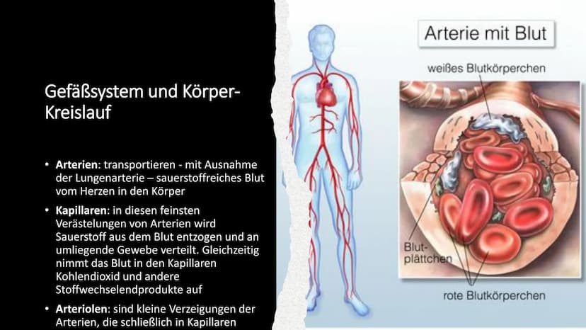 Herz-Kreislauf-
System
W obere Hohlvene
Aorta
Herz
Lebervene
Lungenaterie
Lungenvene(n)
untere Hohlvene
Nierenvene
Inhaltsverzeichnis
1.
2.
