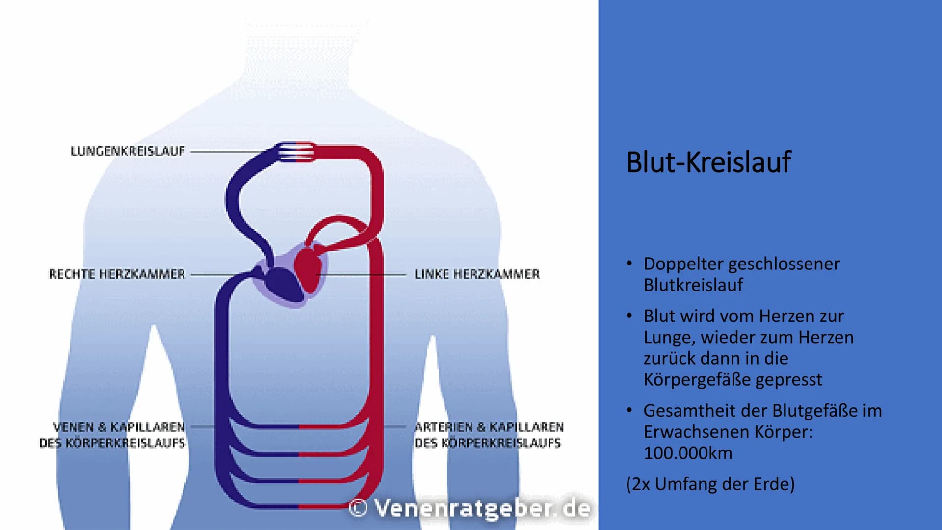 Herz-Kreislauf-
System
W obere Hohlvene
Aorta
Herz
Lebervene
Lungenaterie
Lungenvene(n)
untere Hohlvene
Nierenvene
Inhaltsverzeichnis
1.
2.
