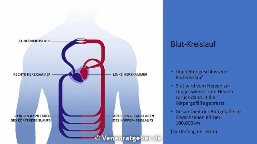 Herz-Kreislauf-
System
W obere Hohlvene
Aorta
Herz
Lebervene
Lungenaterie
Lungenvene(n)
untere Hohlvene
Nierenvene
Inhaltsverzeichnis
1.
2.
