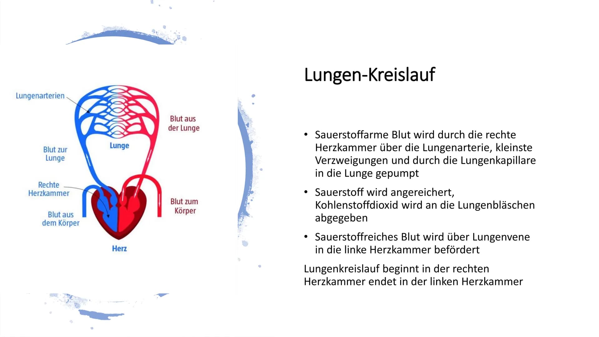 Herz-Kreislauf-
System
W obere Hohlvene
Aorta
Herz
Lebervene
Lungenaterie
Lungenvene(n)
untere Hohlvene
Nierenvene
Inhaltsverzeichnis
1.
2.
